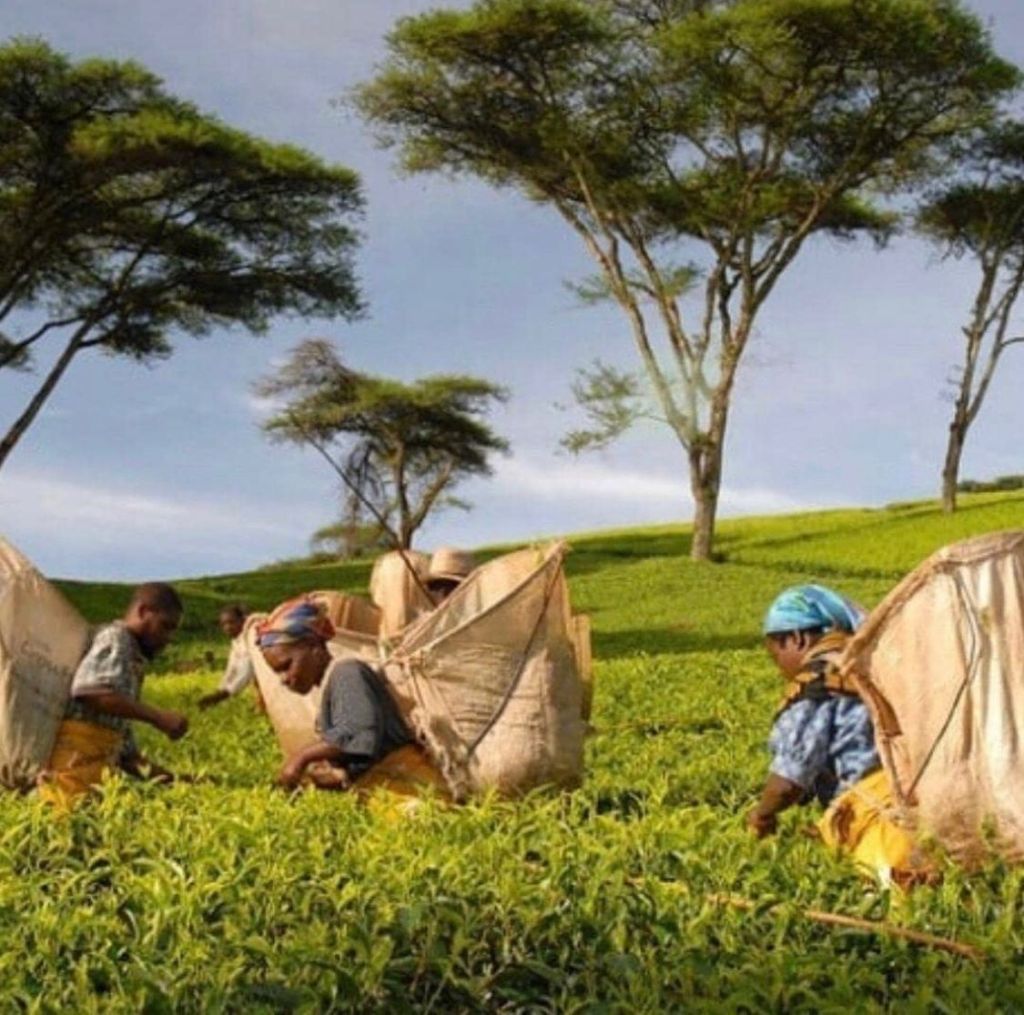 Travailleuses - Thes d'Afrique - Kanthe - CAPITAINEs.