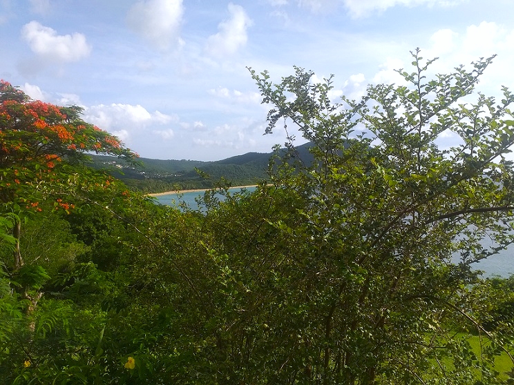 forets cotieres - Deshaies - Guadeloupe - écosystemes - écologie - environnement - giec -Maguy Dulormne - CAPITAINEs