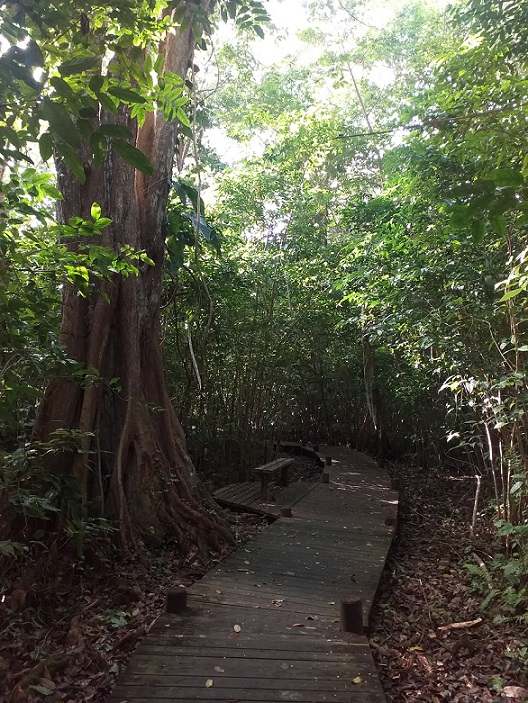 mangrove - guadeloupe- portrait - maguy dulormne - giec - urgence climatique - capitaines